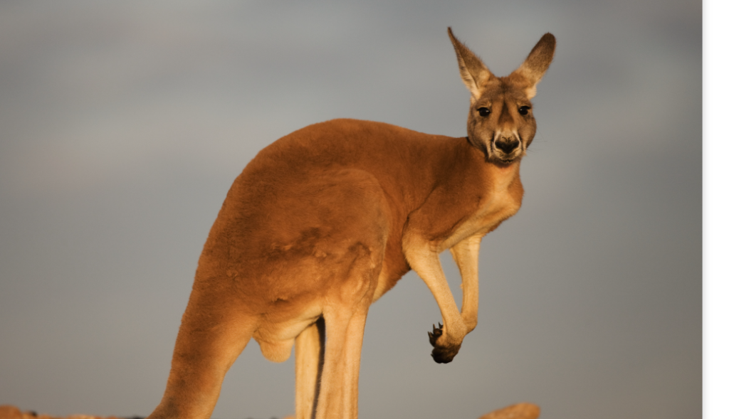 kangaroo australia