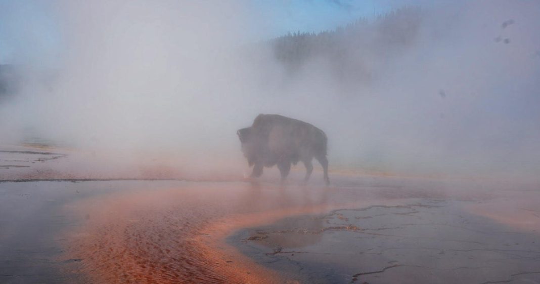 Bison dies after falling into hot spring at Yellowstone National Park in front of visitors: 