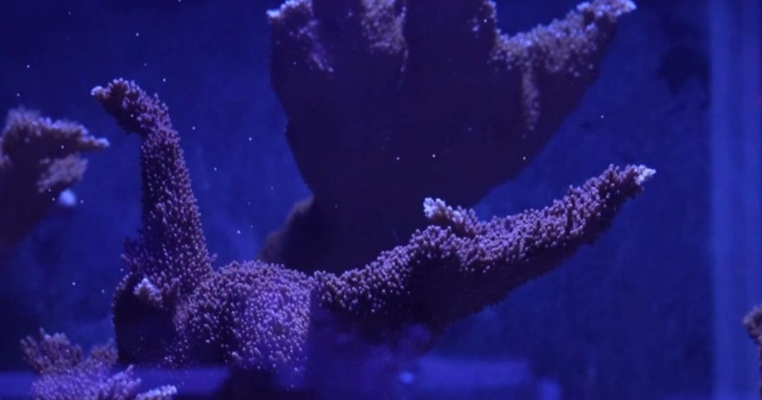 Growing coral to restore the Florida Reef